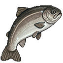 Fish buyer on the map